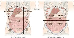 This diagram shows some different uses for water in the body. Https Alg Manifoldapp Org System Actioncallout 24ca5fc0 30fe 4150 B53b 986af33519d3 Attachment Original 94f455a2c47f3f3b9a7d5530acbdbfb4 Pdf