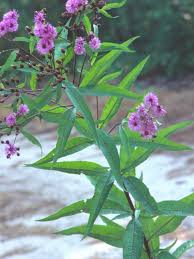 Image result for Vernonia natalensis