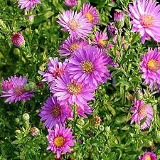 Onlineplantcenter 1 Gal Woods Pink Aster Plant A156cl Lily Plants Perennials Backyard Flowers Garden