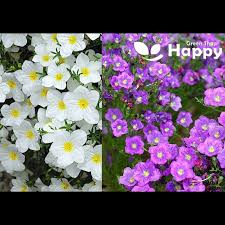 Image result for Nierembergia hippomanica