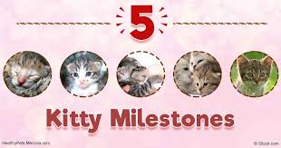 5 milestones in every kittens life