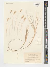 Image result for Pentameris