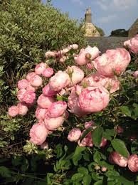 Pin On Gardens