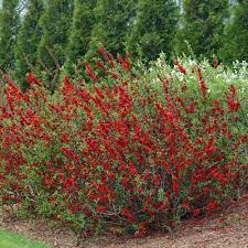 Texas scarlet flowering quince pictures. Double Take Scarlet Quince Chaenomeles Speciosa Proven Winners