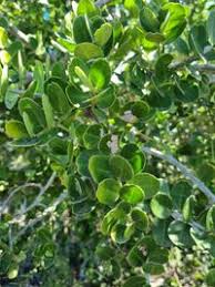 Image result for Mystroxylon