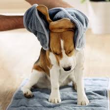 attention pet owners this year s aldi pets collection is better than ever pets pet owners dog bag