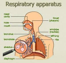 Alat Pernapasan Manusia Struktur Mekanisme Gangguan