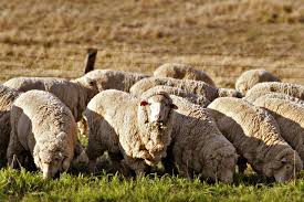 Thank you for posting a review! Wool Wikipedia