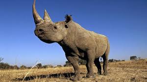 When oracle nashorn is available, its scripting engine is accessible through the. Die Nashorner Kommen Wwf Junior