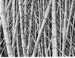 Pin On Bamboo Images