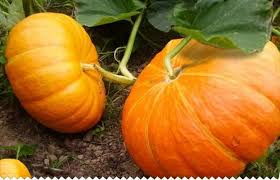Citrouille Saveur Et Douceur D Automne Potiron Citrouille Potager