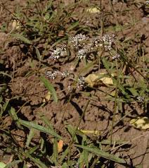 Image result for Sericostachys