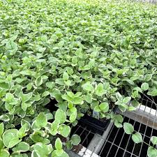 Image result for Vinca major