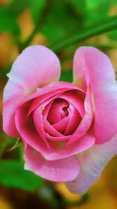 Find the perfect rose picture from over 40,000 of the best rose images. Pink Rose Flower Photography Petals 750x1334 Iphone 8 7 6 6s Wallpaper Background Picture Image