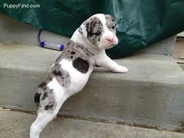 It is a very powerful, muscular breed with large head and brachycephalic muzzle. Pin On For The Man Of The House
