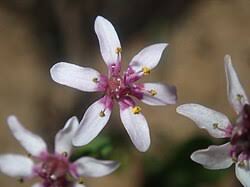 Image result for Wurmbea