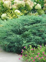 Image result for Juniperus
