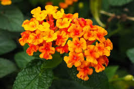 Warmth, energy and passion are the emotions that orange color symbolizes. 30 Different Types Of Orange Flowers A Z Home Stratosphere