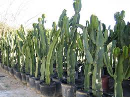 Si quieres saber cómo las ponen, entra. Todo Sobre La Euphorbia Ingens Cactus Y Suculentas Como Es Etc