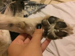 Next, while massaging one of your cat's toes, gently press her toe pad. Is This Normal For A Dog S Carpal Pad Askvet