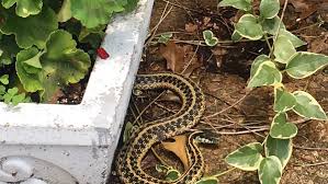 During the summer, snakes lie out in the sunlight during the day and hunt at night. Here S Why You Might Be Seeing More Snakes In The Memphis Area