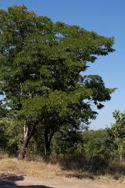 Image result for Brachystegia boehmii