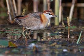 Image result for Micrococca capensis