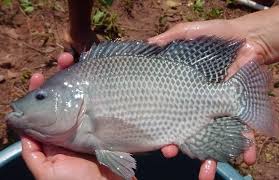 Some tilapia ponds are while it is true that tilapia farming at home is primarily about feeding the family, many backyard. Tilapia Fish Farming Information Guide Agri Farming