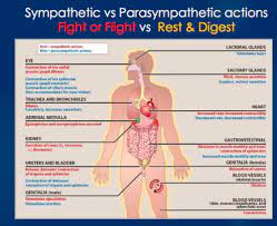 3 Pharm Introduction To The Autonomic Nervous System Flashcards Quizlet