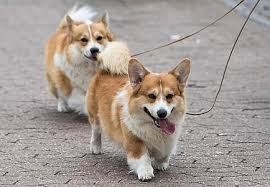 The pembroke welsh corgi and the cardigan welsh corgi. Welsh Corgi News