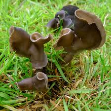 Depending on the type of mushroom and the size of your dog, it may not take much to cause some serious harm. Wild Mushrooms Which Ones Are Dangerous For Dogs