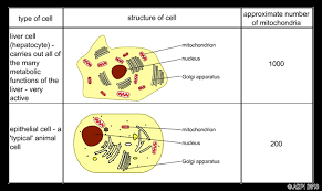 Understand cell respiration and study other topics of cell biology. Breathing And Asthma