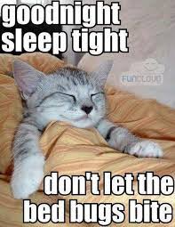 Good Night Memes Funny Goodnight Memes For Him And Her Good Night Funny Good Night Meme Cute Good Night