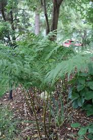 Image result for Pteris preussii