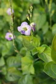 Image result for Asystasia gangetica