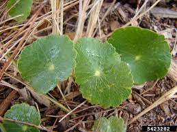 Image result for Hydrocotyle bonariensis