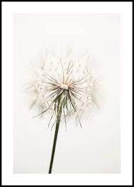 Great savings & free delivery / collection on many items. Dried Dandelion Poster Beige Wall Art Posterstore Eu