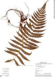 Image result for Christella hispidula