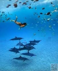 Swim With Dolphins In Bimini The Bahamas Ultimate Travel Surfing Underwater