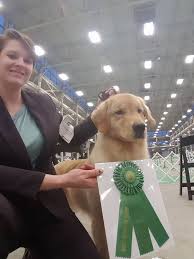 There are 2 boys and 4 girls and their colours are a very light. Wonderland S Golden Retrievers Melrose Florida Golden Retriever Puppies Golden Retrievers Breeders