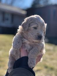 They have become popular family pets as they shed less than the. Olaf Male Goldendoodle Puppy For Sale In Elburn Illinois Goldendoodle Goldendoodlepuppy Go Goldendoodle Puppy Goldendoodle Goldendoodle Puppy For Sale