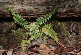 Image result for Asplenium africanum