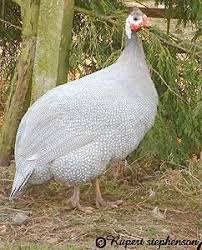 Guinea Fowl Birds That Look Like Turkeys Pin On Naminiai Pauksciai
