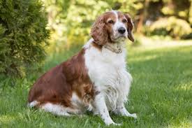 Welsh springer spaniel) — порода охотничьих собак их семейства спаниэлей. Top Samyh Ocharovatelnyh Porod Sobak