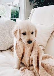 Supersüßer welpe süße hunde bilder süße hunde welpen süße baby tiere niedliche tierbabys hunderassen lustige tiere tierbilder schnucki. Tiere Vernarrt Onetiere Babyhunde Hundebabys Hund Tumblr