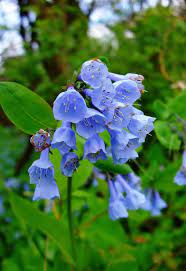 Bell Flower Google Search Shade Loving Flowers Shade Flowers Blue Bell Flowers