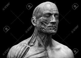 The muscular system makes up nearly half the weight of the human body, this is why when we train we sometimes put on weight instead of losing it. Human Body Anatomy Muscle Anatomy Of The Face Neck And Chest Stock Photo Picture And Royalty Free Image Image 64471311