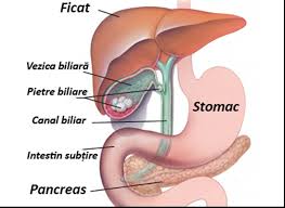 Nu vad legatura intre fenemenele descrise.aveti pe site cauzele de crestere a transaminazelor (sunt sute), si de greata (sunt numeroase) fierea poate da dureri in spate? Bila BiliarÄƒ Risc De A ReapÄƒrea Calculii Biliari