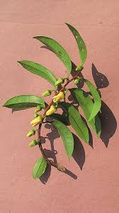 Image result for Xylopia