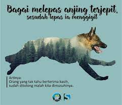 Bagai Melepas Anjing Terjepit Kata Kata Kutipan Indonesia Kata Kata Indah